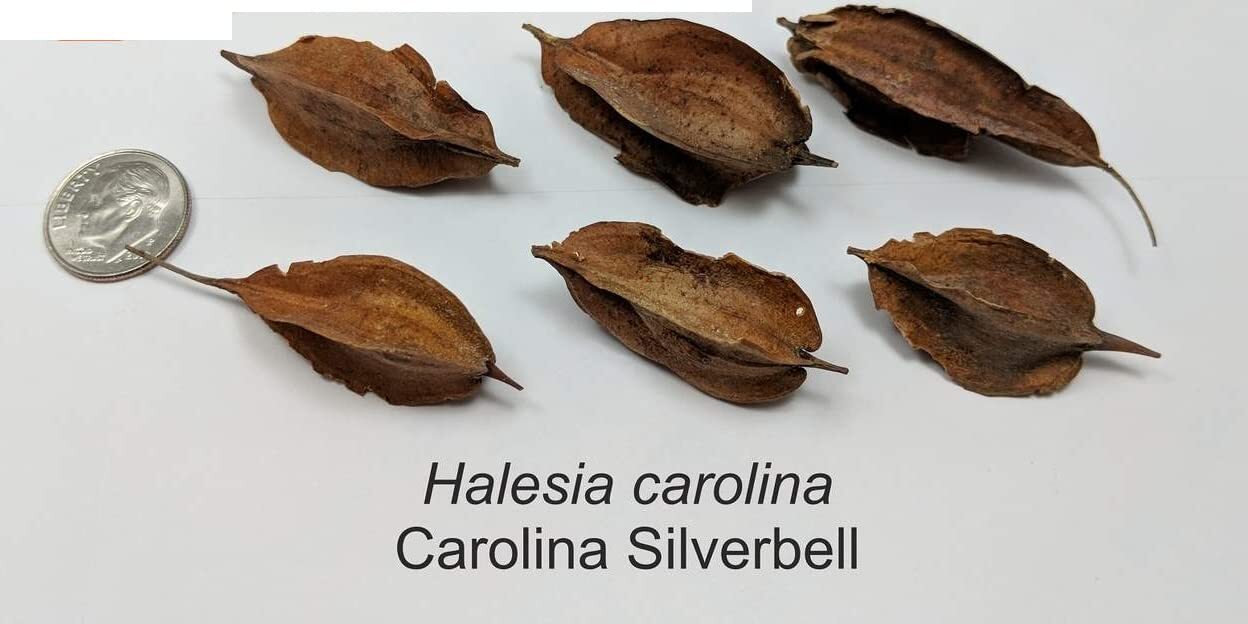 Carolina Silverbell Tree Seeds for Planting – 6 Large Seeds Halesia Carolina – S