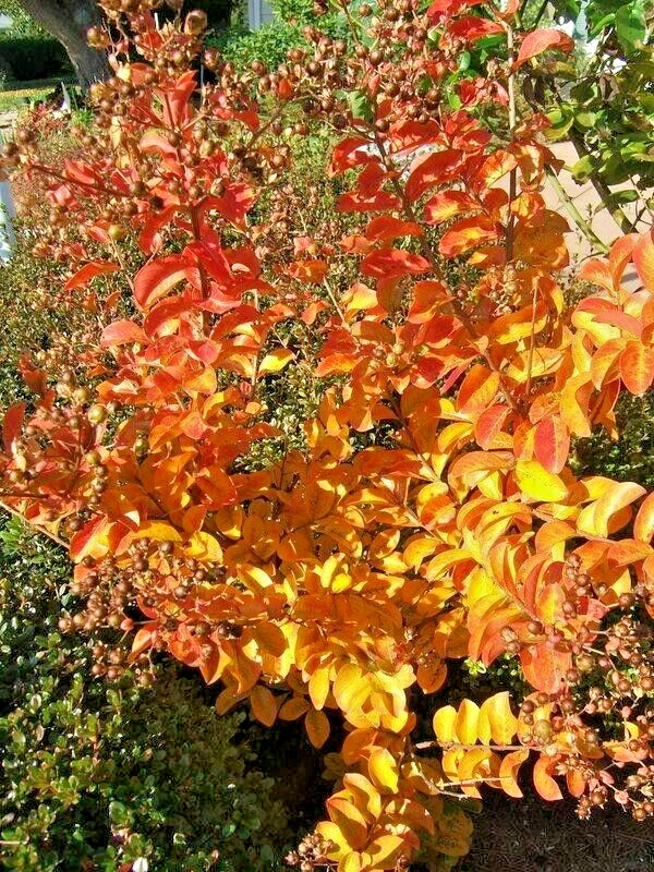 25 POWHATAN CREPE MYRTLE SEEDS – Lagerstroemia indica ‘Powhatan’