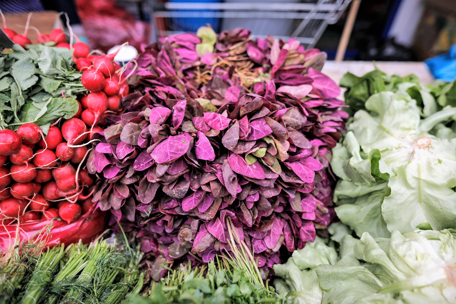 150 TRIPLE PURPLE ORACH Mountain Spinach Atriplex Hortensis Leaf Vegetable Seeds