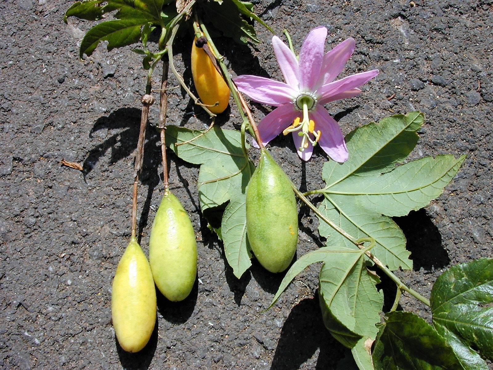 10 BANANA PASSION FRUIT Pink Flower Passiflora Mollissima Yellow Vine Seeds