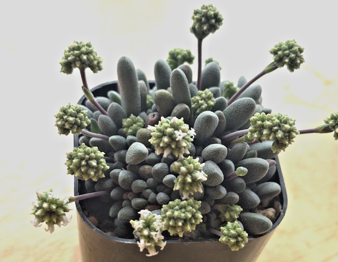 Crassula namaquensis aff. R & Y 2043 Dadidas succulent cactus