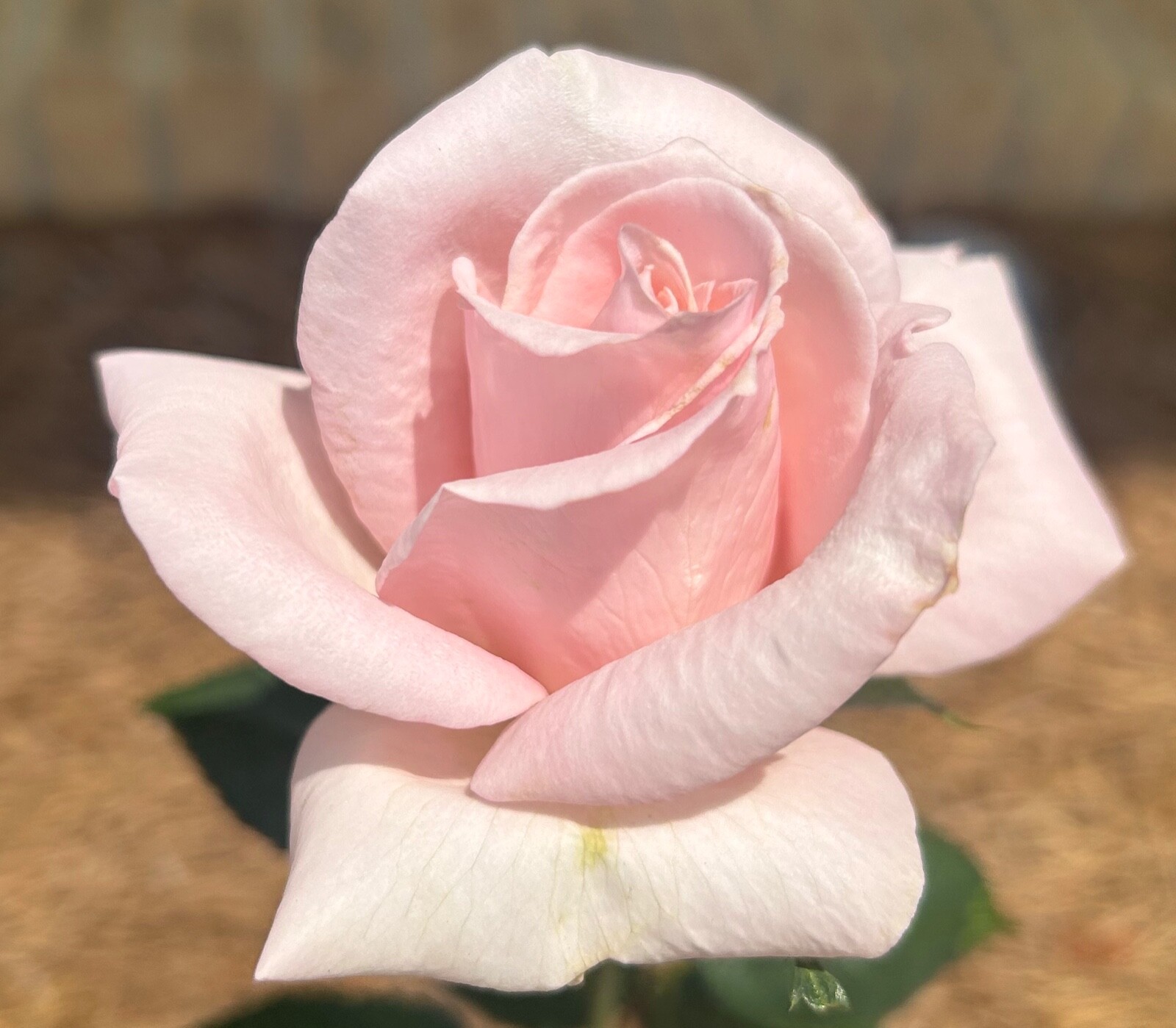 20 EXOTIC RARE ROSE SEEDS home garden flower plant bush diy sun Rosas hybrid USA