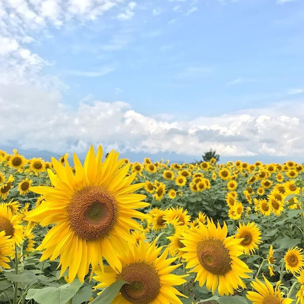 500+ Mixed Sunflower Seeds for Planting (17+ Varieties, Crazy Mixture), Indoor &