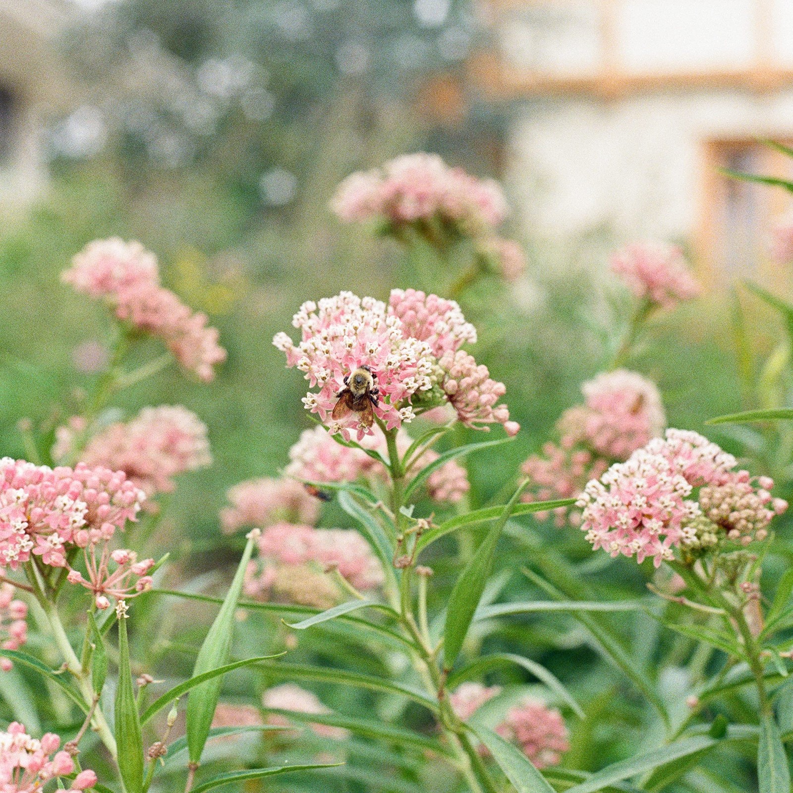 Milkweed Seed Collection – 5 Pack for Pollinator Gardens and Wildlife