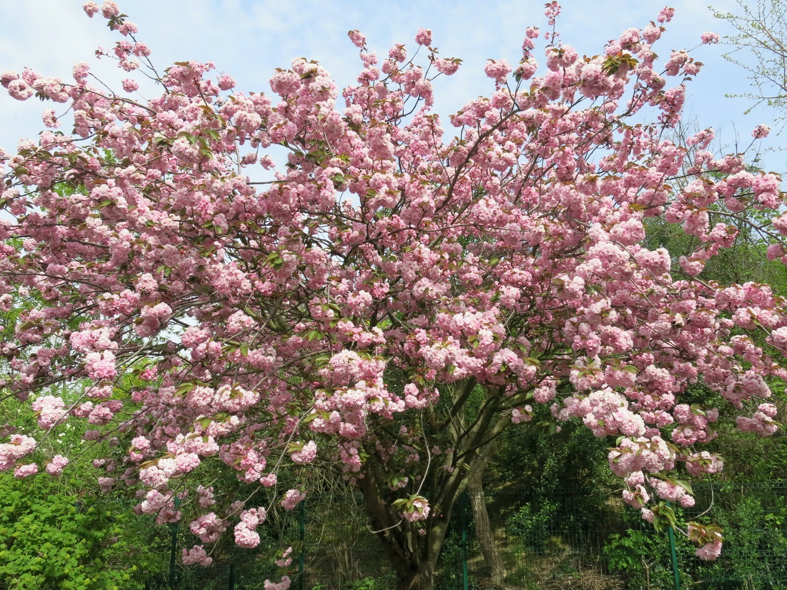 Japanese Cherry Blossom Seeds – Prunus serrulata – Sakura Tree – 10/15/25 seeds