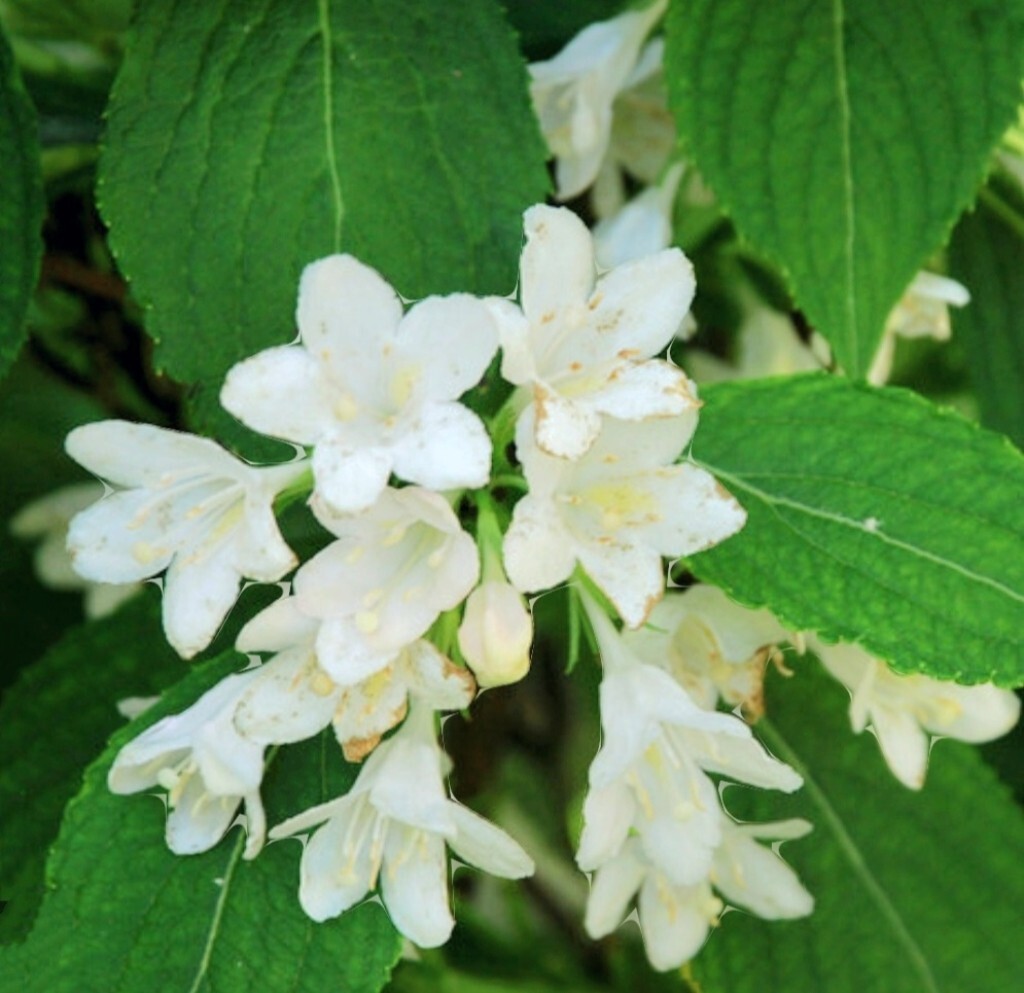 300 White Weigela Seeds, Reblooming Shrub Rare Variety Old Fashioned Weigela