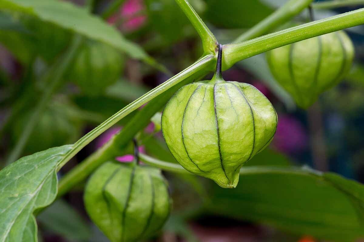 Tomatillo Toma Verde Seeds, Tomatillo seeds to plant in your home garden.