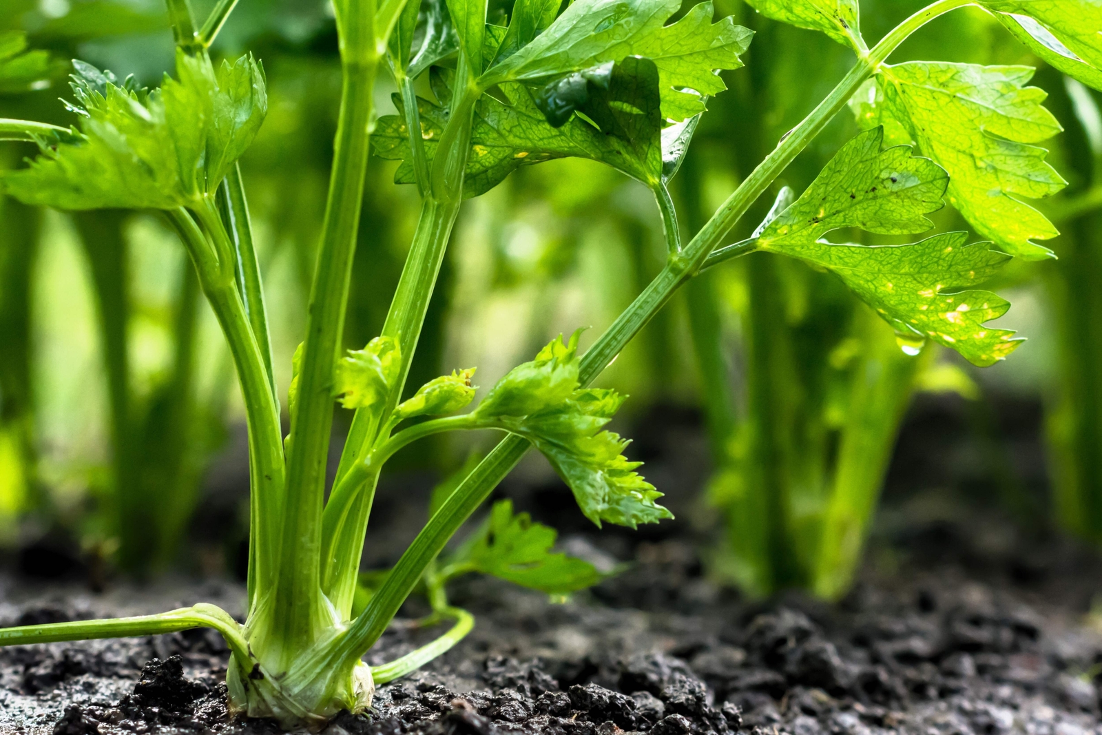 2000 CUTTING LEAF CELERY Apium Graveolens Soup Vegetable Herb Seeds *Flat Ship