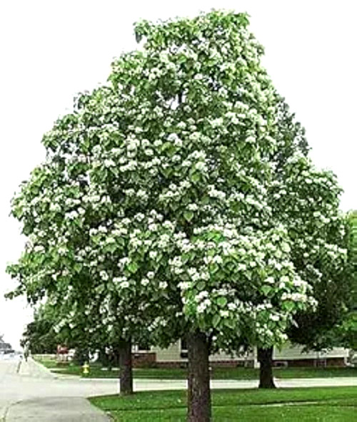 50 + seeds Northern Catalpa Tree Seeds Catalpa speciosa Beautiful Large Flowers