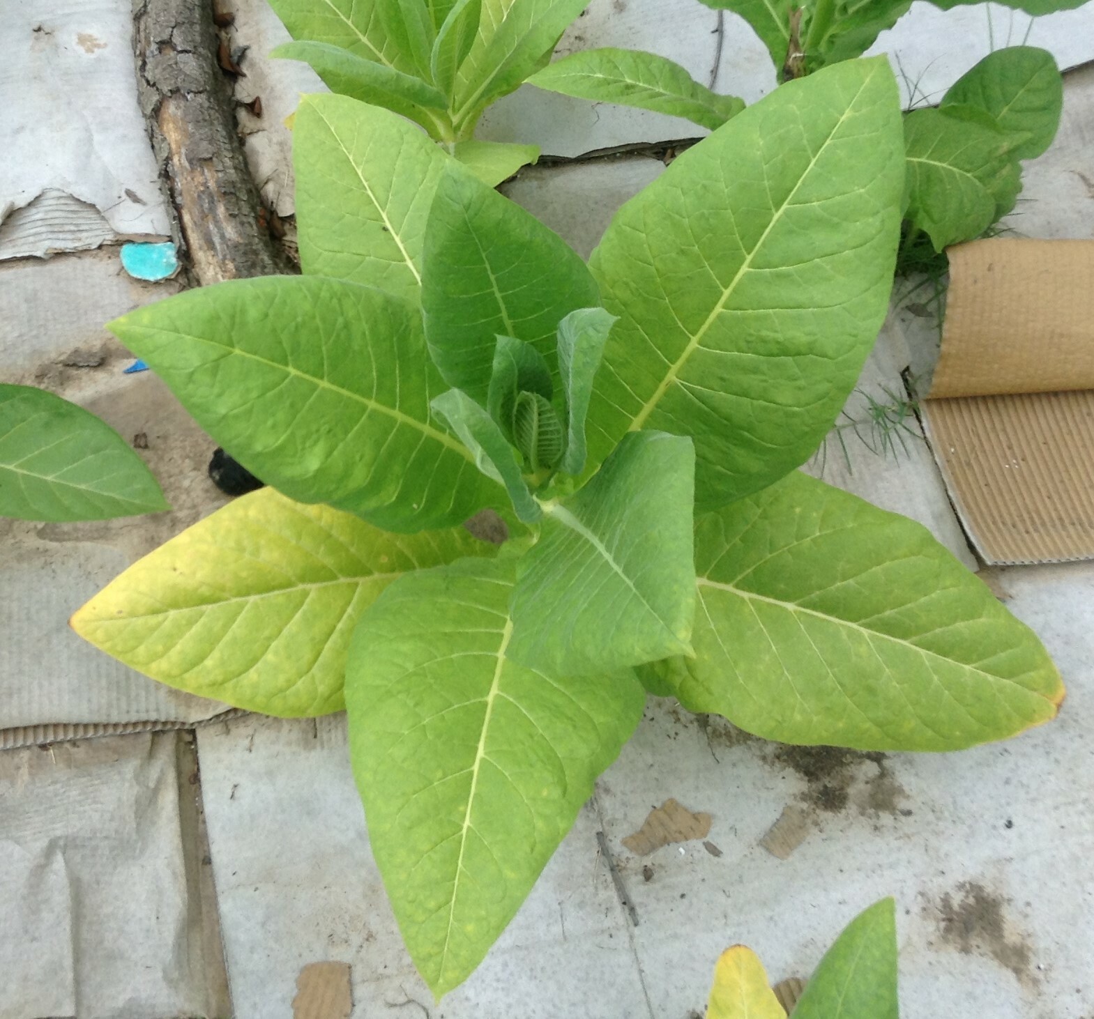 Yellow Twist Bud Tobacco Seed (1000+ seeds)