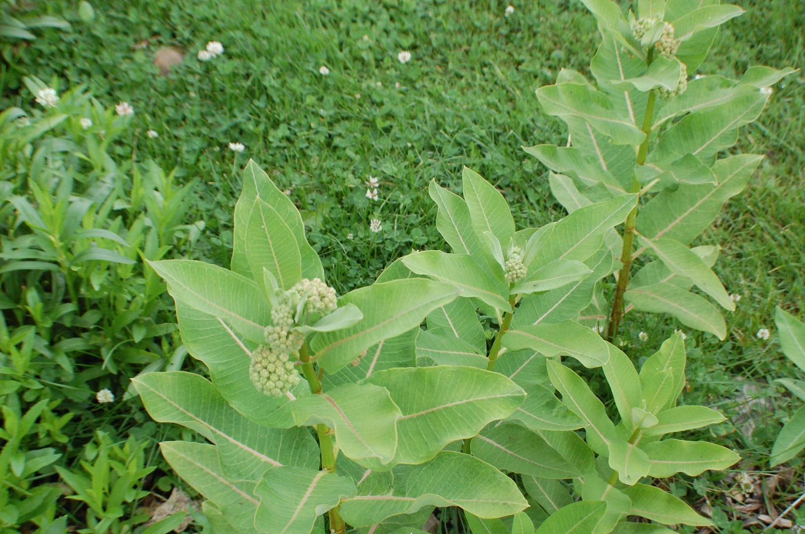 1 GRAM + Common Milkweed/NATIVE NE US/Asclepius Syriaca/ORGANIC