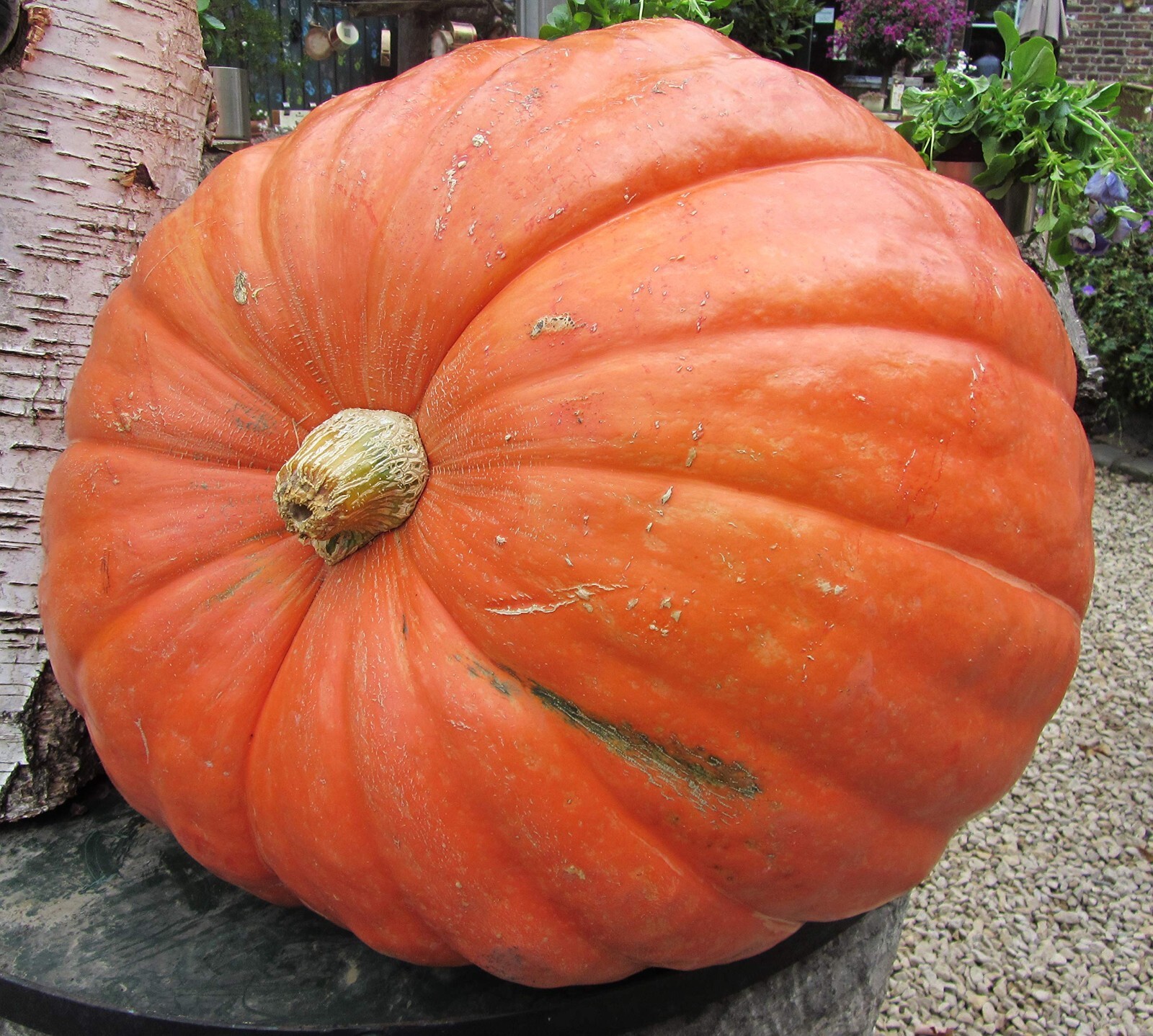 10 Big Max Pumpkin Seeds. Organic. USA Seeds. Ships free