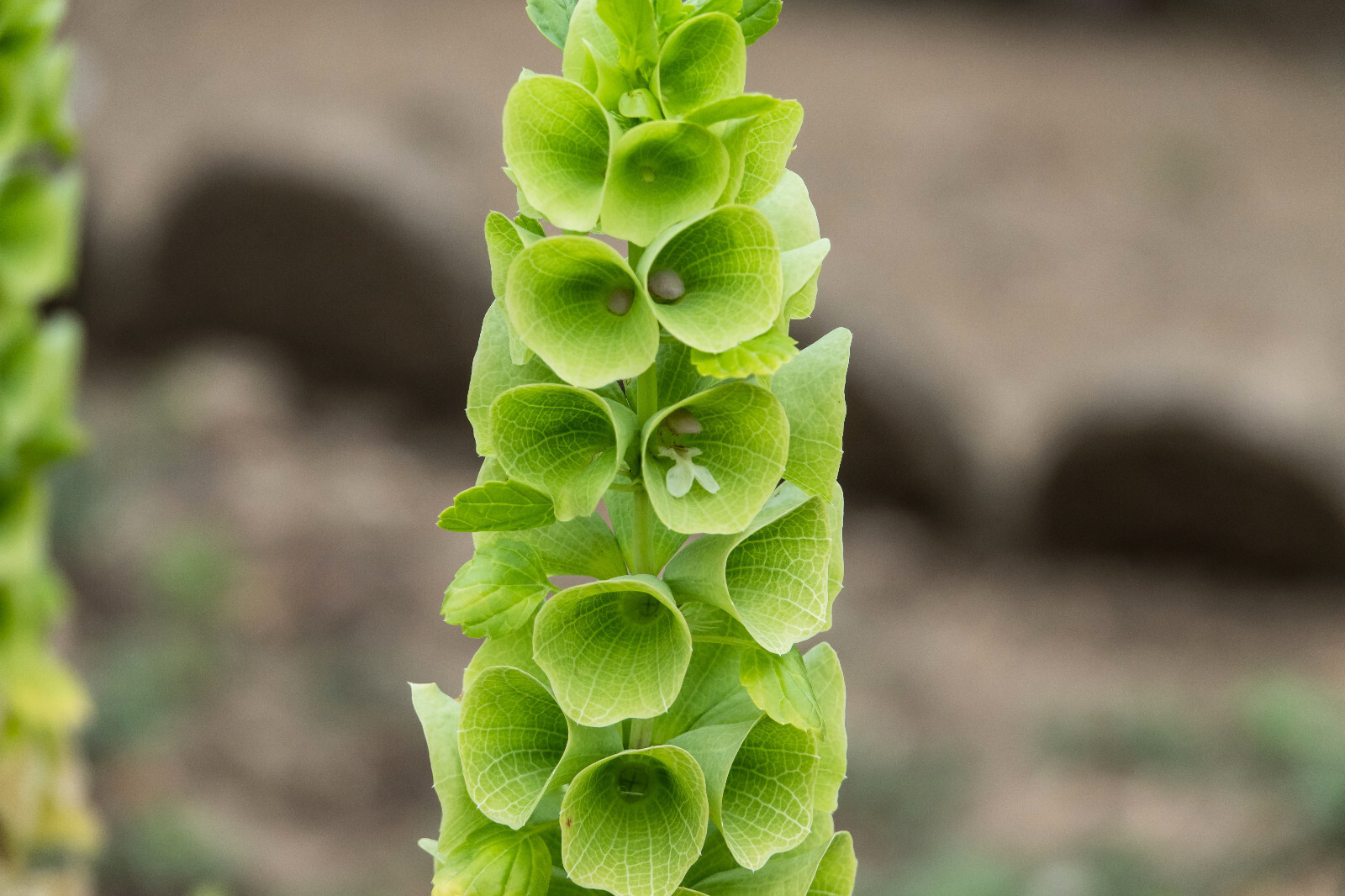 150 BELLS OF IRELAND Moluccella Laevis Lady In Bathtub Green Shell Flower Seeds