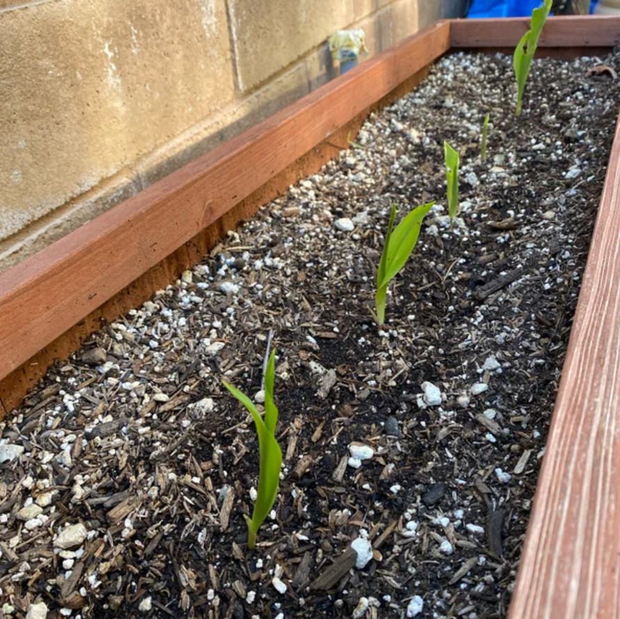 Lily of the Valley – 20 Fresh Roots – Ready for Planting – No Shipping AK,HI,PR