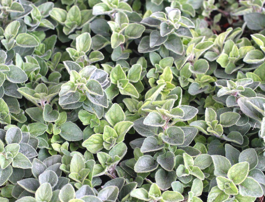 300+TRUE GREEK OREGANO Herb Seeds Organic Garden Container Perennial Heat Cold
