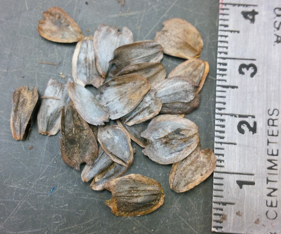 SEEDS: CUP FLOWER