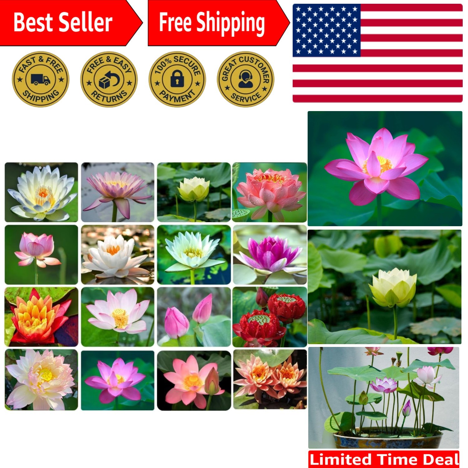 30PCS Non-GMO Bonsai Lotus Seeds for Elegant Aquatic Gardens – Air Purifying