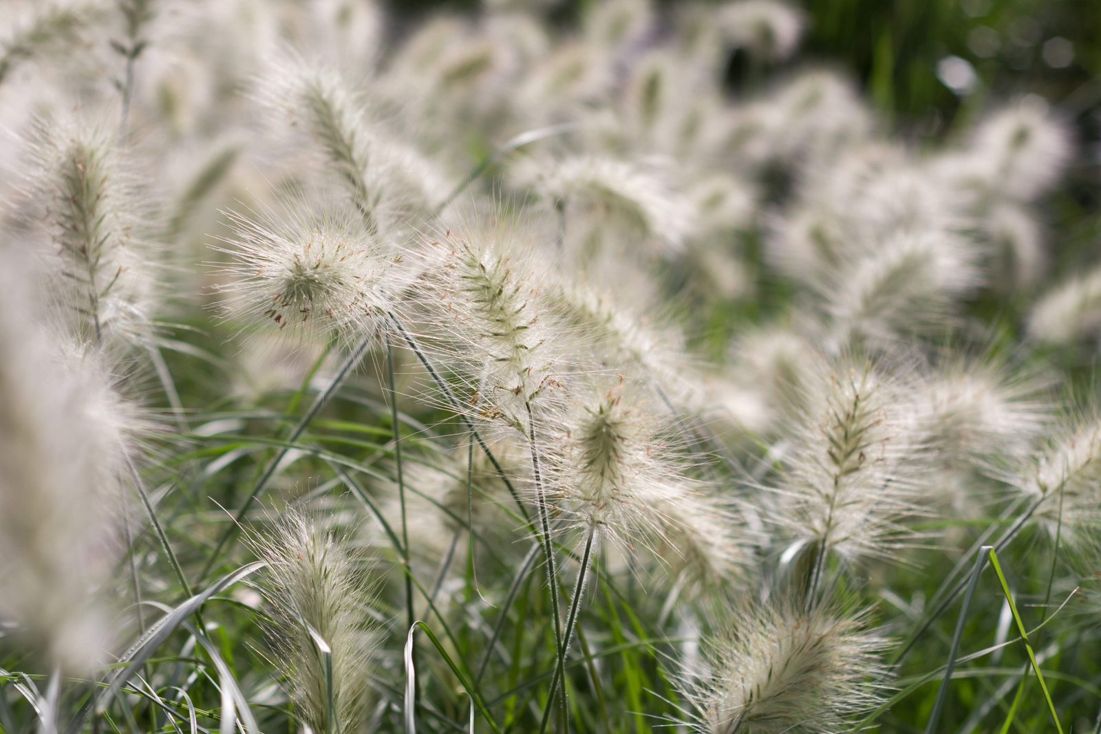 30 WHITE FOUNTAIN GRASS Pennisetum Villosum Ornamental Flower Seeds *Flat Ship