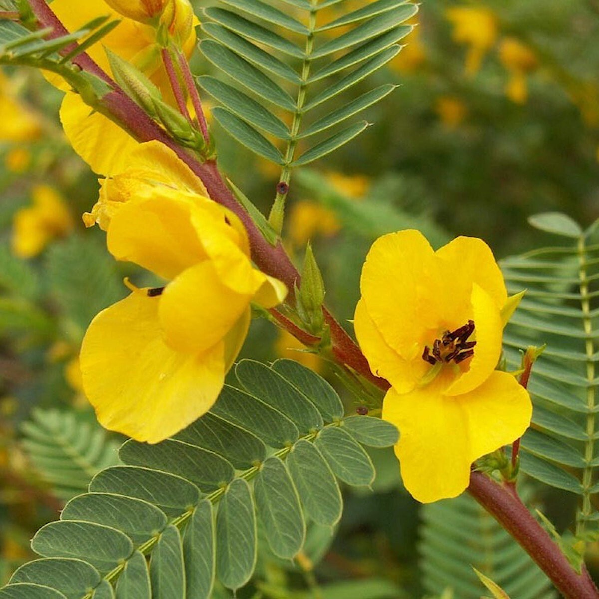 1 Oz Partridge Pea Wildflower Seeds – Everwilde Farms Mylar Seed Packet