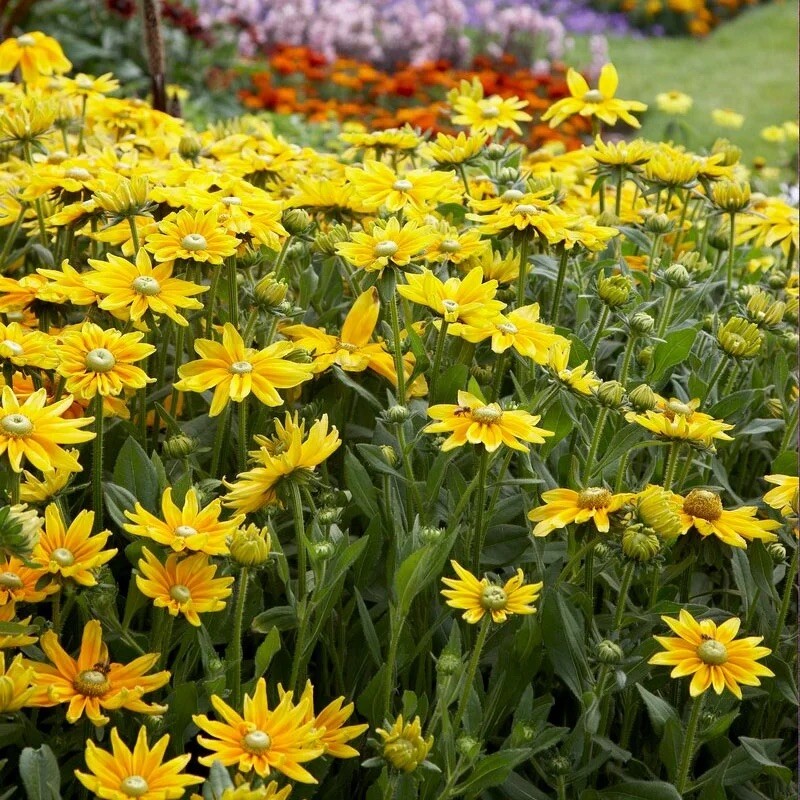 25+ Rudbeckia Hirta Seeds – Green Eyes | Wildflower Attracts Pollinators – USA T