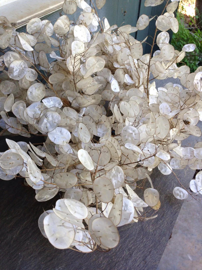 Money Plant Seeds | Lunaria Annual Honesty Silver Dollar Plant Flower Seed 2024