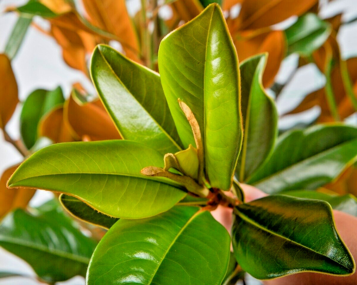 12 ALTA SOUTHERN MAGNOLIA SEEDS – Magnolia grandiflora ” alta “