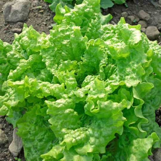 1000 Black Seeded Simpson Leaf Lettuce Seeds – Non-GMO – Always Fresh Seeds!