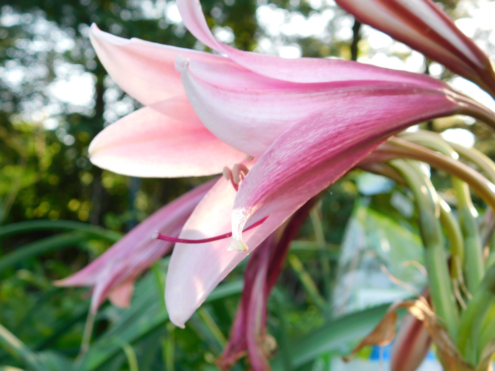 5lbs Crinum Bulbispermum Seeds, Cold Hardy, Orange river lily, Fresh