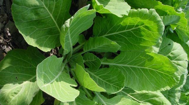 Collard Seed: Vates Collards Fresh Seed FREE Shipping