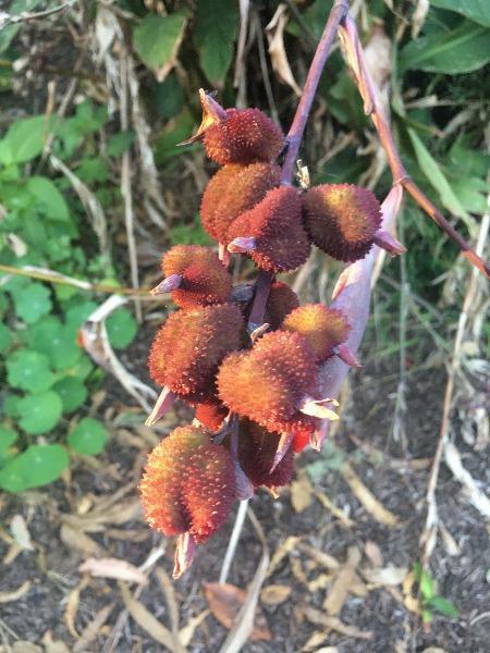 Canna indica | Red Canna Lily | Indian Shot | Edible Canna | 10 Seeds