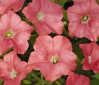 Petunia Easy Wave Coral Reef 100 seeds