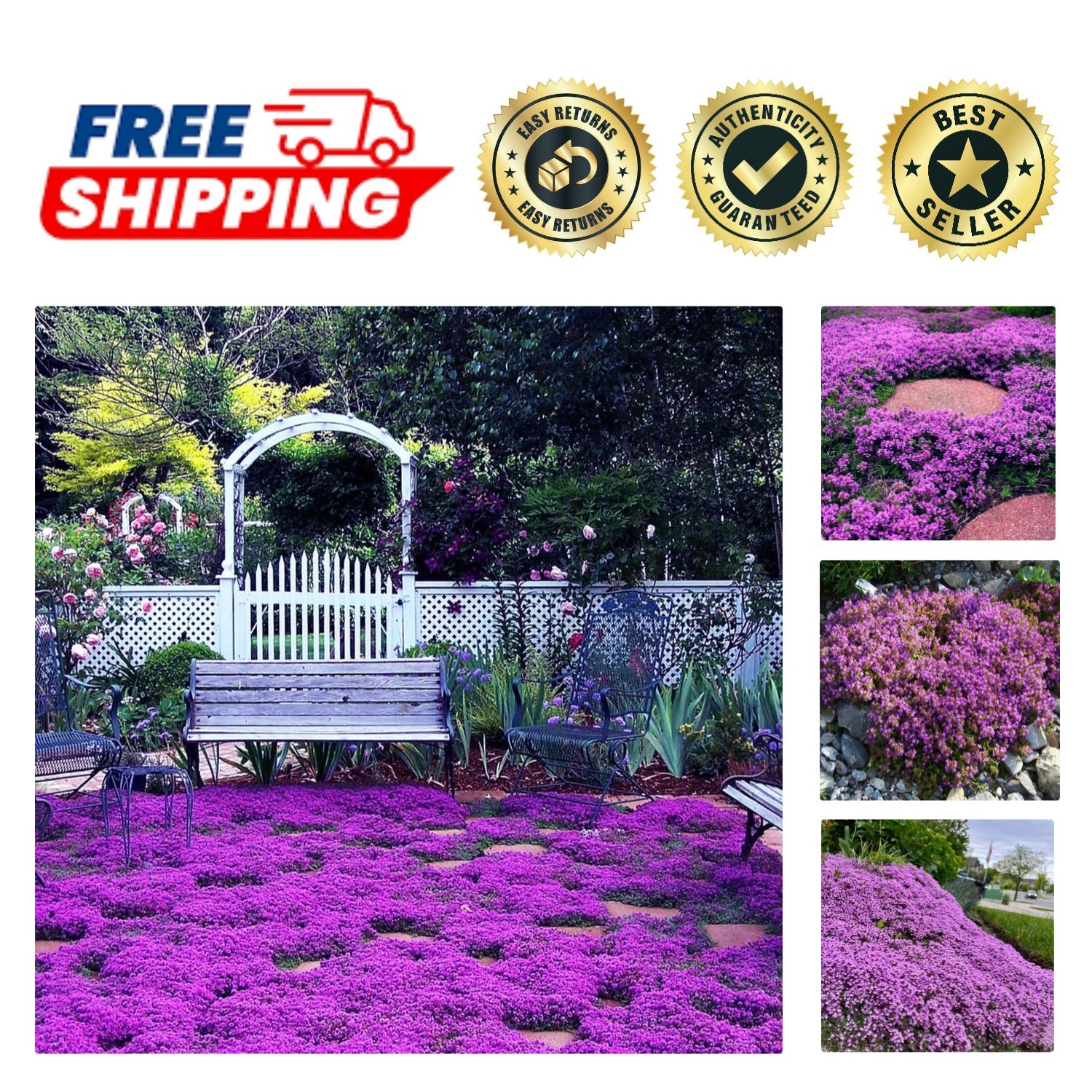 Magic Purple Creeping Thyme Seeds – 20000 Heirloom Perennials for Gardens