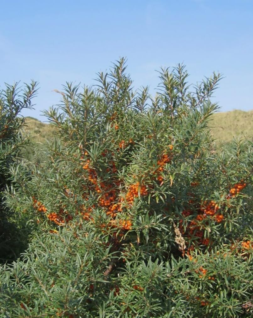 Edible Sea Buckthorn Seeds – 50PCS Drought Tolerant & Versatile Fruit Shrubs