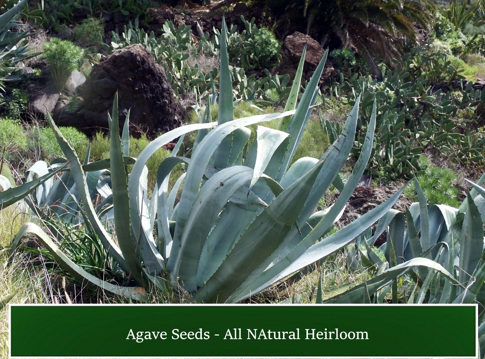 Succulent Seeds – Agave – American Century Plant -See Listing -10 Seeds
