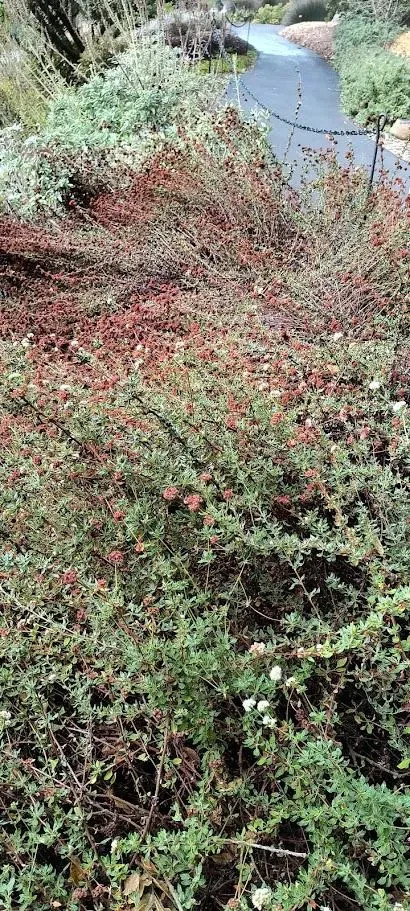 Seacliff Buckwheat seeds (Eriogonum Parvifolium)