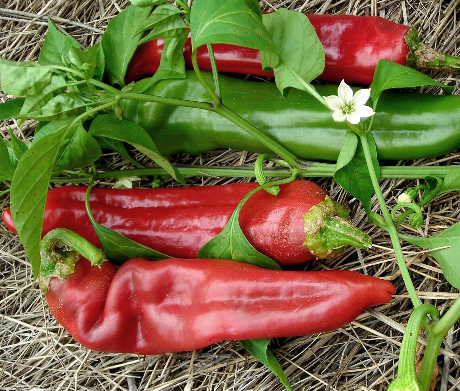 100+ Organic Largest Hot Big Jim Chili Pepper Seeds, NON – GMO 2024 Season