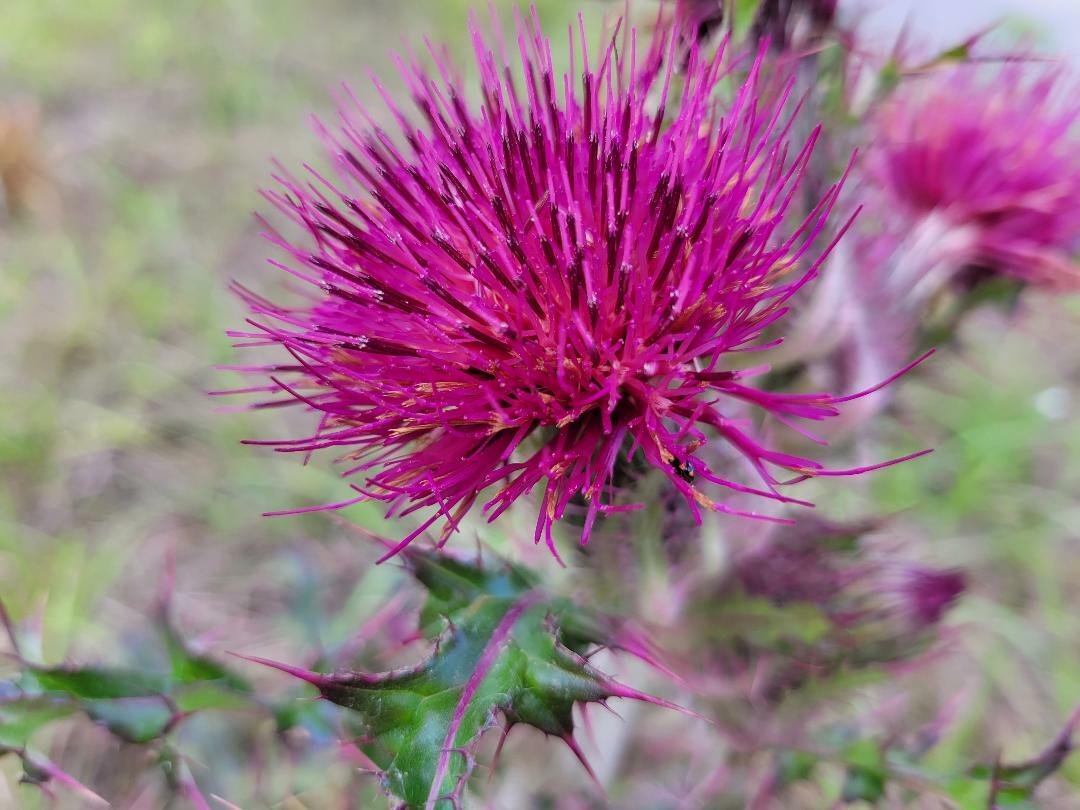 Purple & Yellow Thistle | 15+ Seeds | Cirsium Horridulum | Florida Native Flower