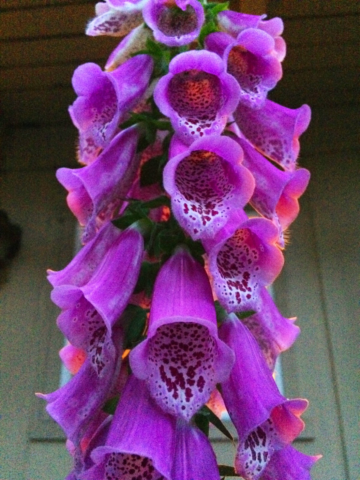2 GRAMS FLOXGLOVE DIGITALIS (WILD) FOREST 2024 SEEDS, PERENNIAL FLOWER, NON GMO