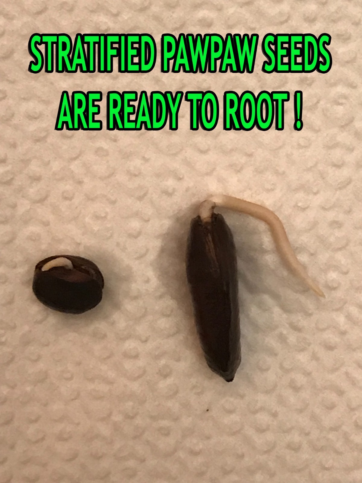 STRATIFIED WHITE PAWPAW (Asimina Triloba) SEEDS – ULTRA RARE GENETICS