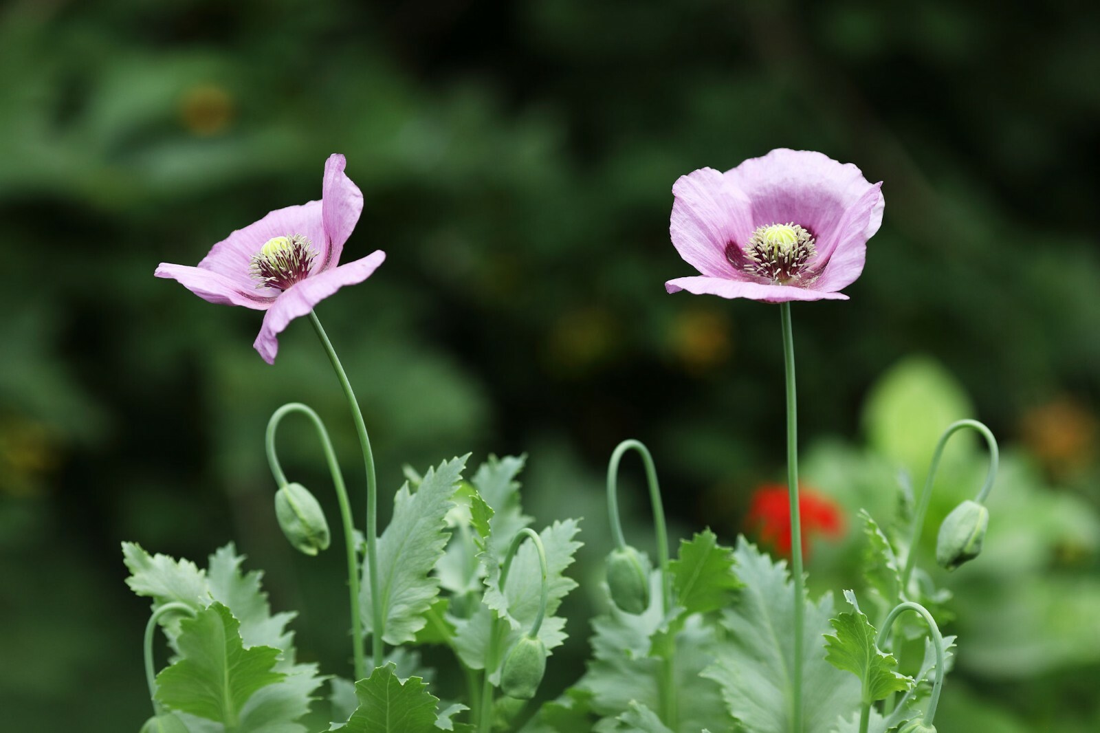 100 Seeds Pepperbox Poppy Multiple Colors Multi use plant