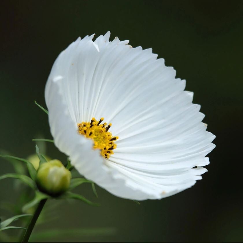 50+Seeds| Cupcake White Cosmos Seeds Seeds #L008