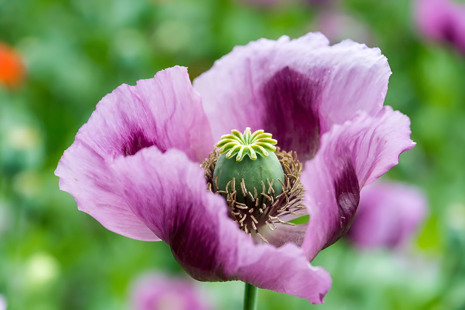 1,500 Giant Hungarian Breadseed Poppy Seeds P. Somniferum – Purple&Lilac Blooms!