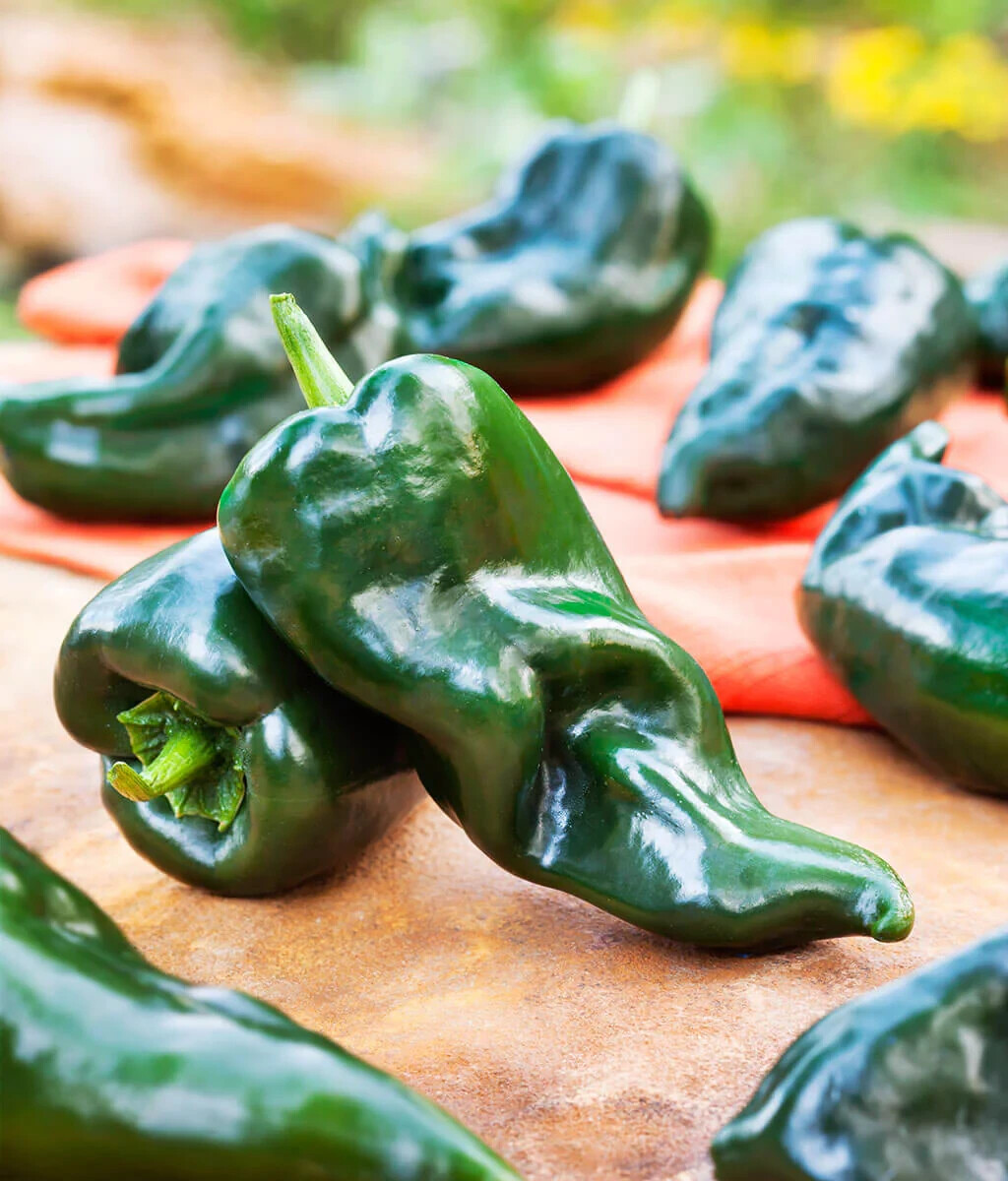 30+ ANCHO POBLANO PEPPER SEEDS NON-GMO FRESH FOR YOUR GARDEN