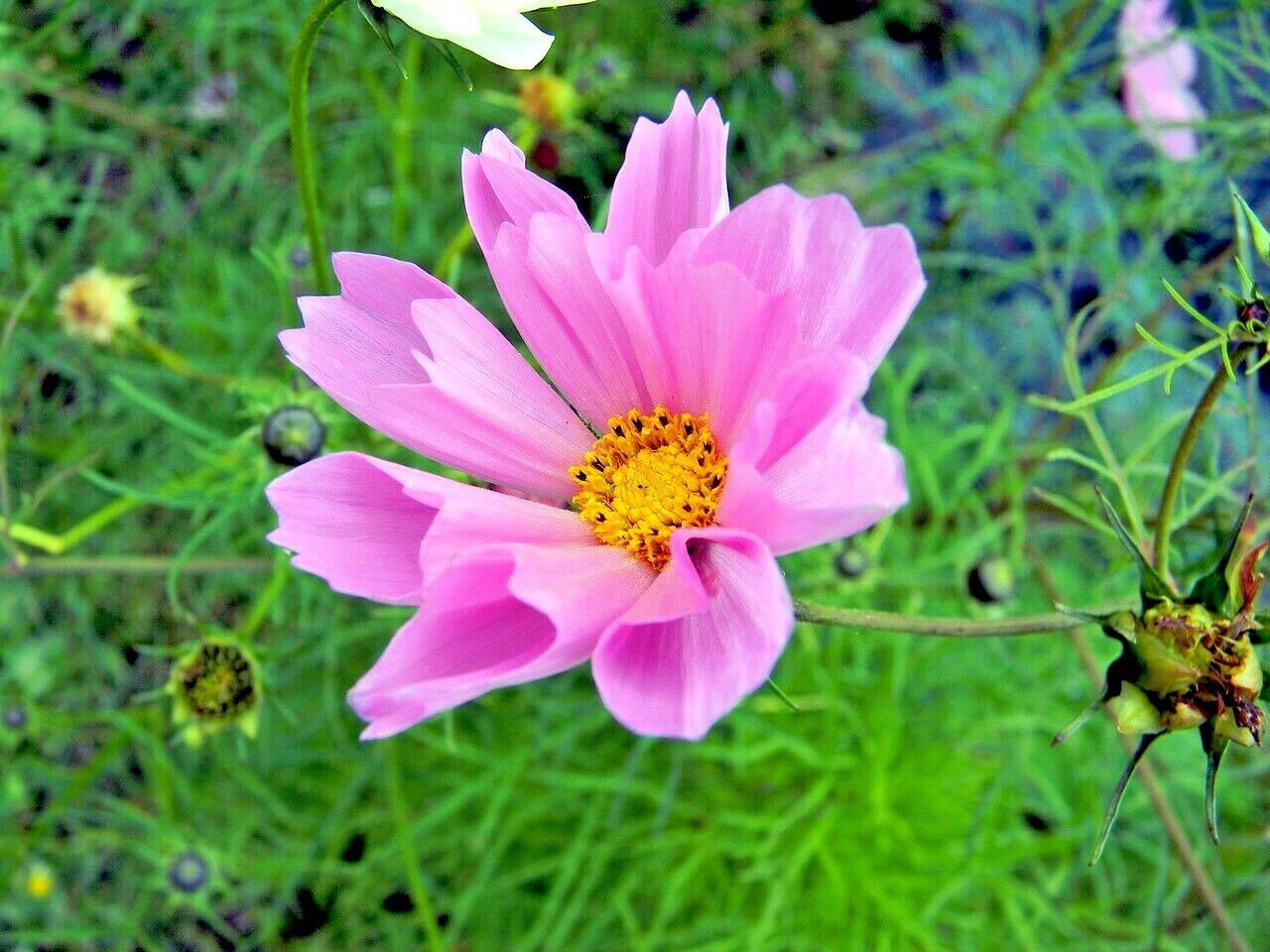 300+COSMOS SEASHELLS Mix Seeds Wildflower Heat Drought Poor Soils Pollinators