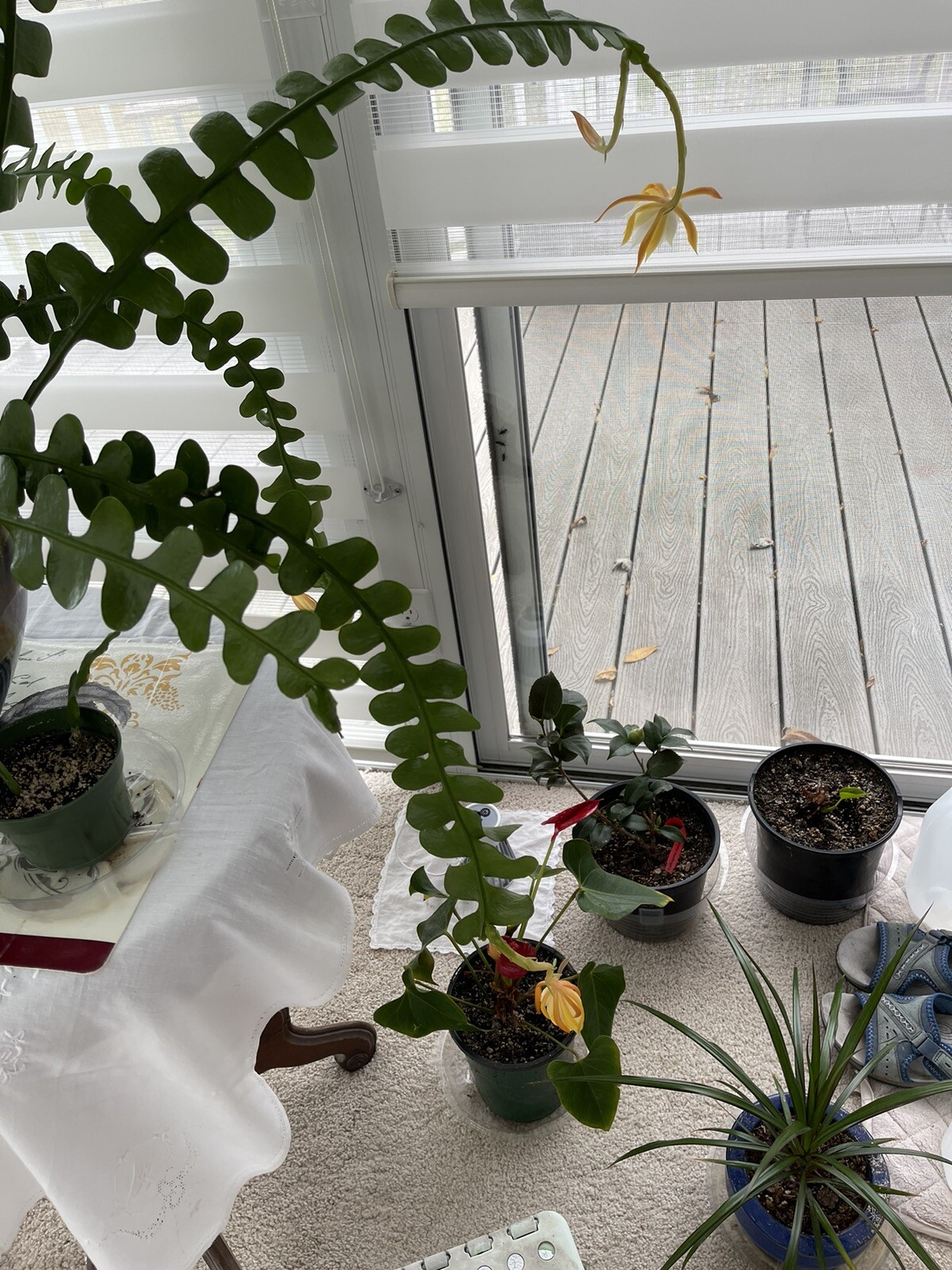 🌿Symbolic Endurance & Protection Rick Rack FISHBONE Plant Blooms YELLOW