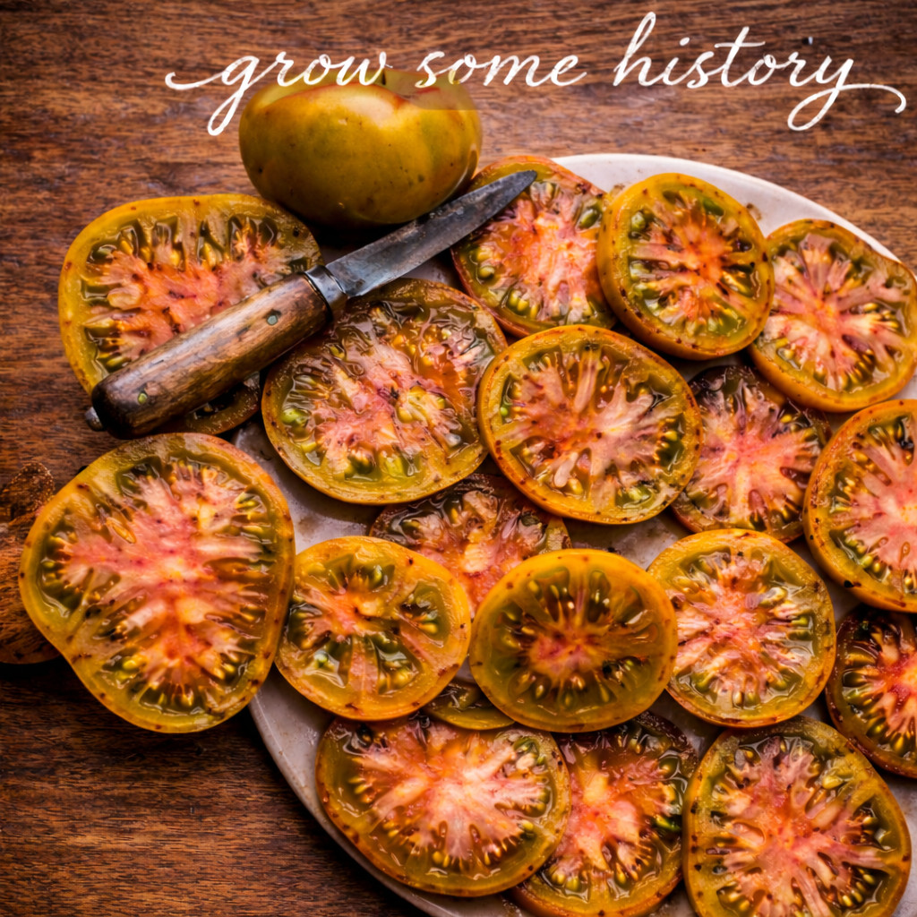 10 Thorburn’s Terra-Cotta Tomato Seeds, Organic, Open-Pollinated, Non-GMO