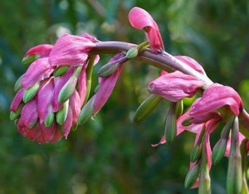 Beschorneria sp. Mexican Lily 6 seeds