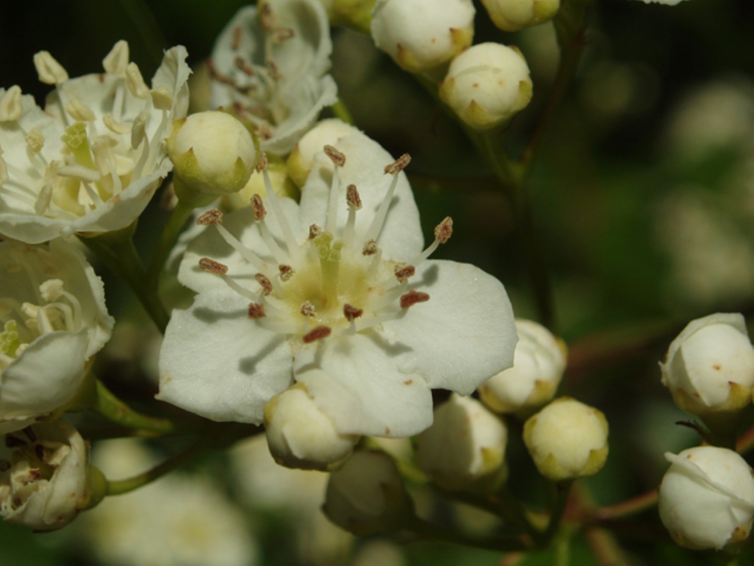 Two plants 2-3 year old Washington hawthorn (Crataegus phaenopyrum)