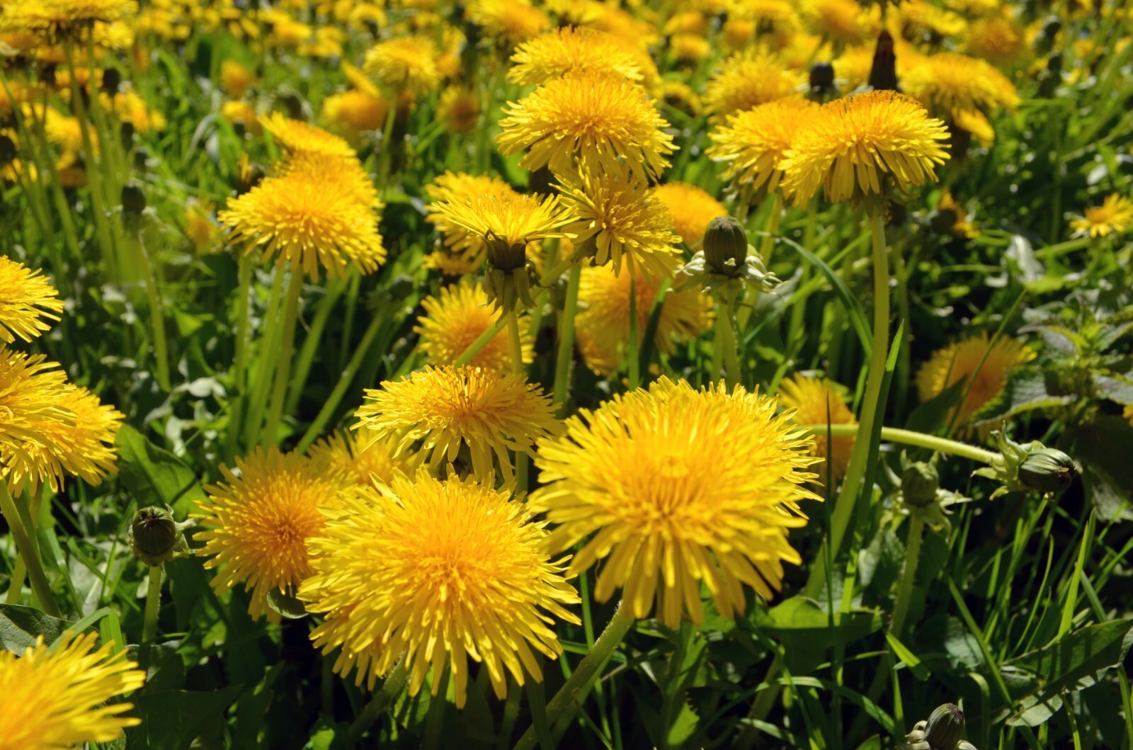 300+ Dandelion Seeds (Taraxacum officinale). Freshly harvested in 2023