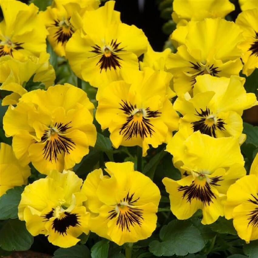 Viola Seeds Frizzle Sizzle Mini Yellow 50 Seeds
